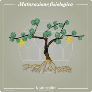 maturazione fisiologica