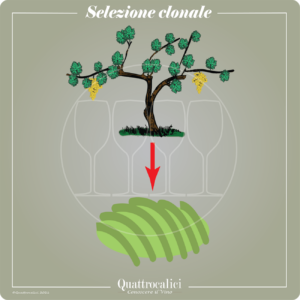 selezione clonale