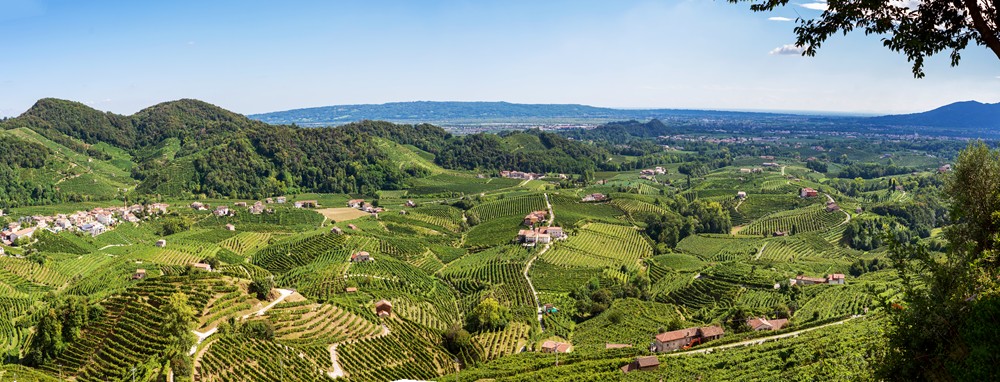 Vino nel Veneto