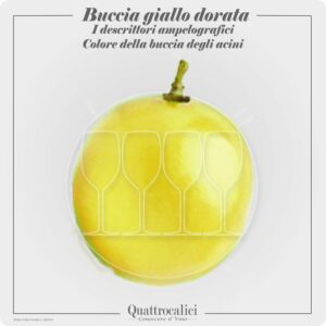 buccia acini giallo-dorata