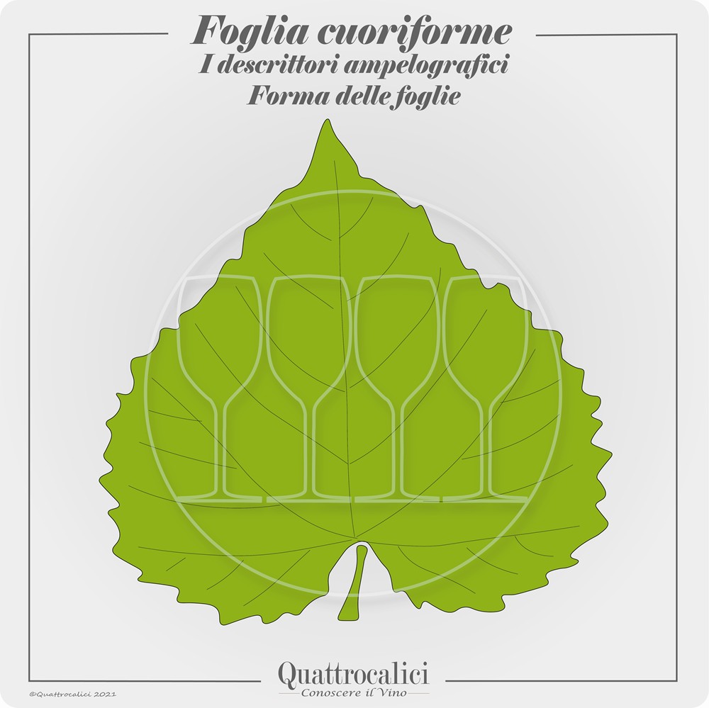 foglia cuoriforme ampelografia