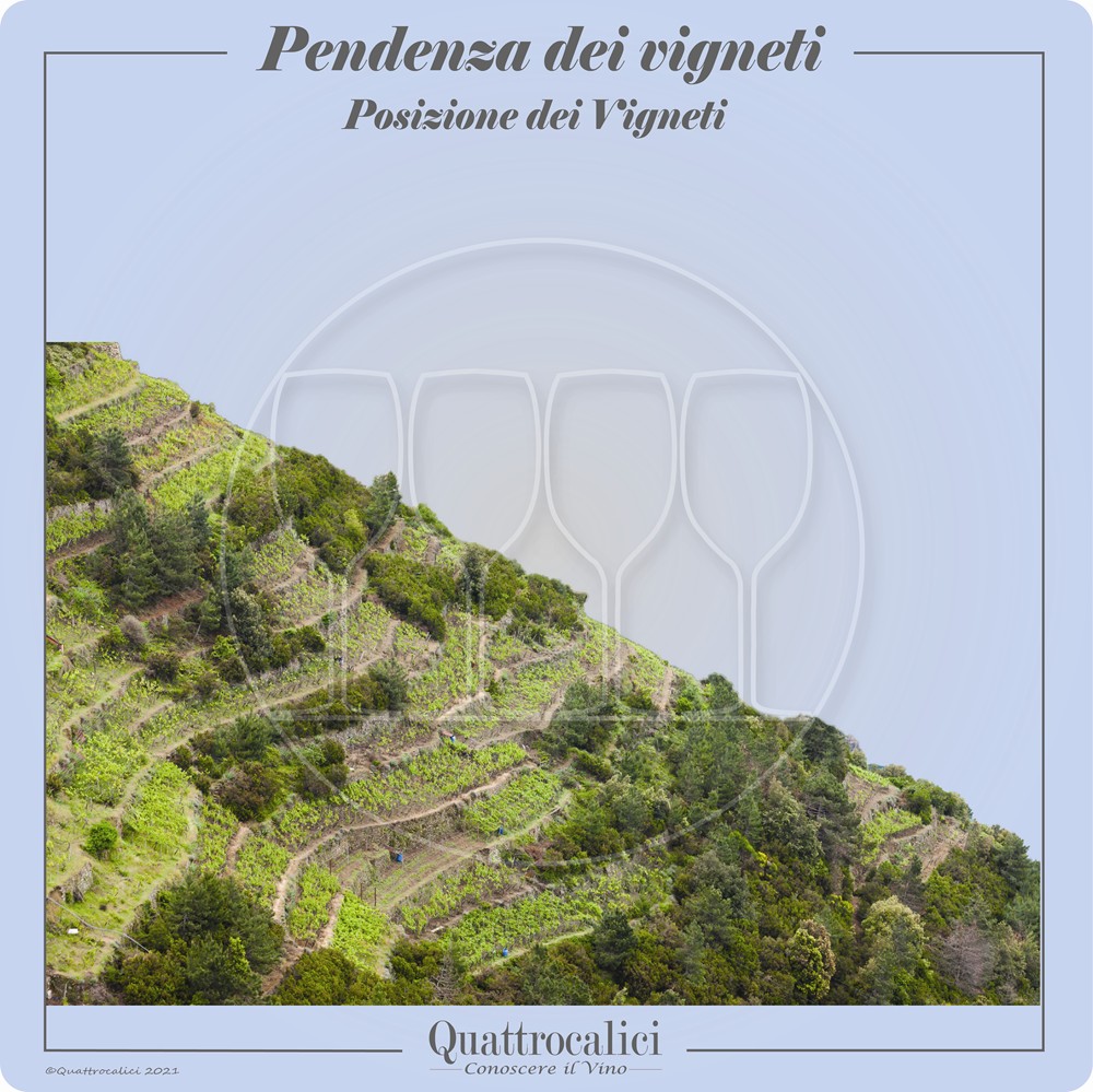 pendenza dei vigneti