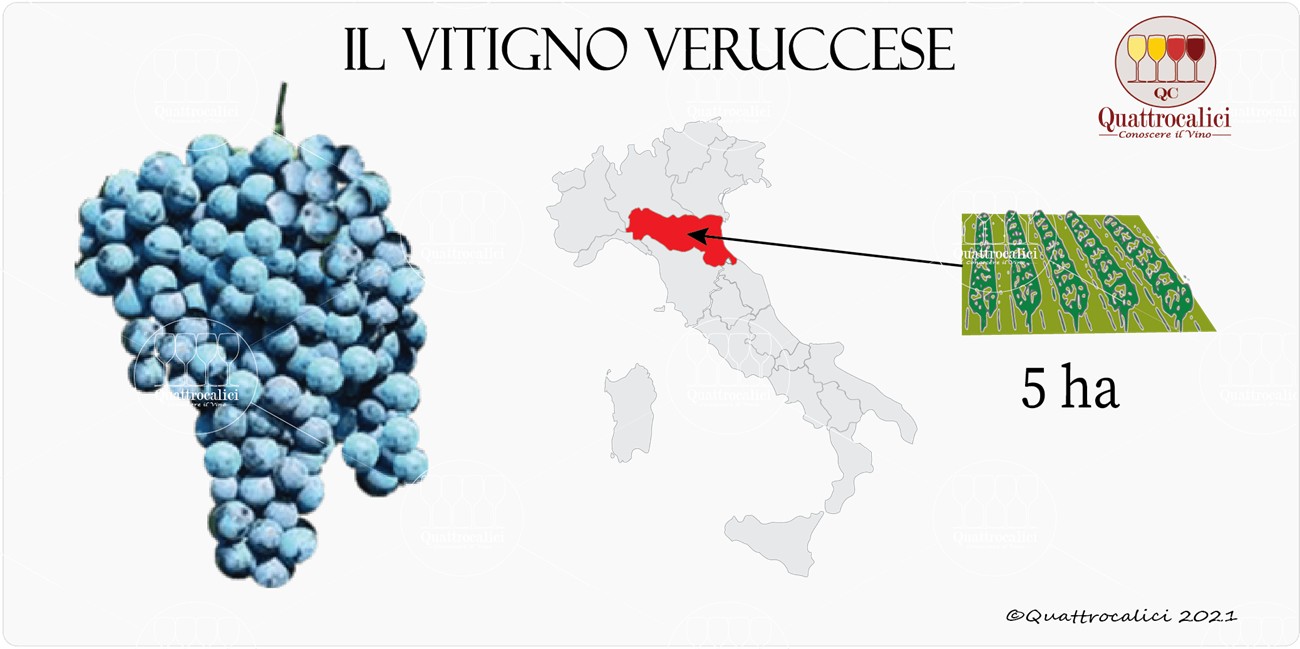 vitigno veruccese