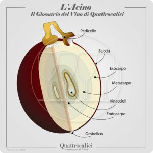 acino uva elementi