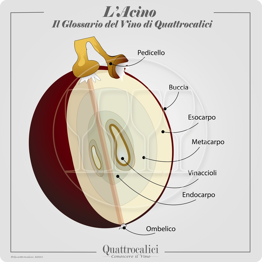 acino uva elementi