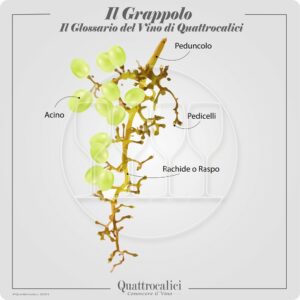 il grappolo d'uva