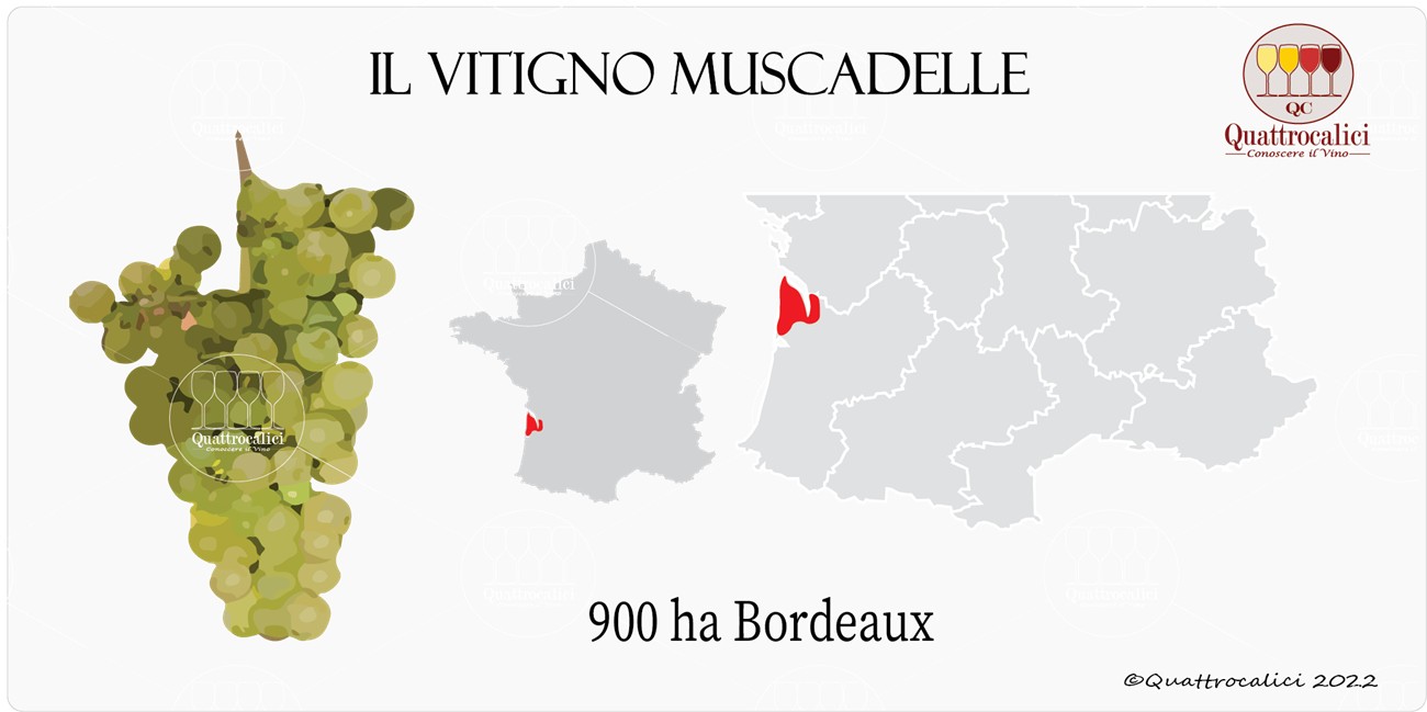 vitigno muscadelle