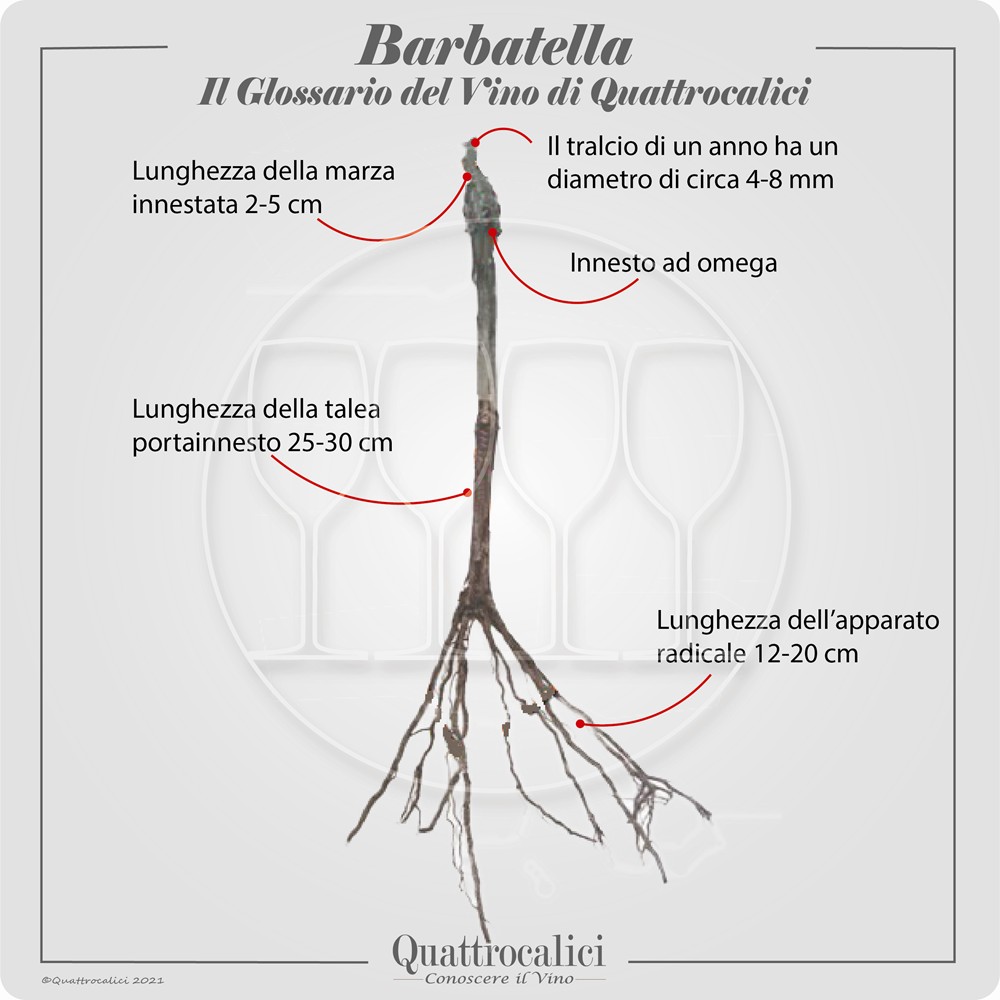 barbatella