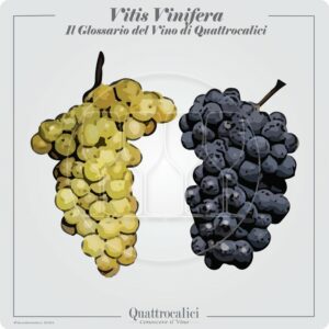 vitis vinifera