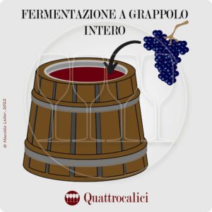 fermentazione a grappolo intero