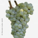 albanello vitigno