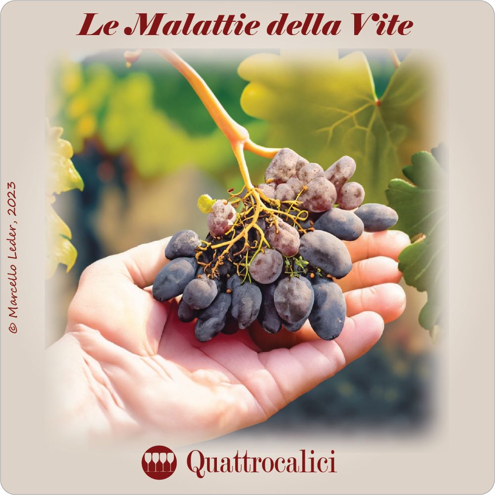 malattie della vite - i quiz del vino