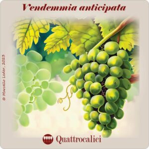 vendemmia anticipata - i quiz del vino di quattrocalici