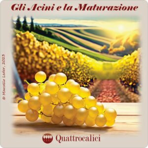 I quiz del vino - Acini e maturazione