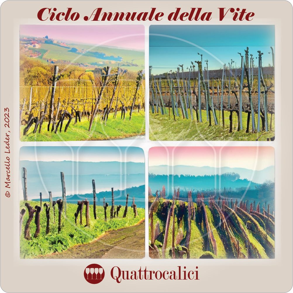 quiz sul vino: il ciclo annuale della vite