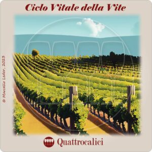 I quiz del vino: il ciclo vitale della vite
