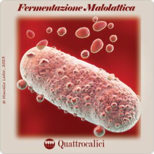 La fermentazione malolattica - I quiz del vino di Quattrocalici