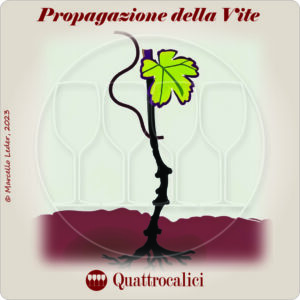 I quiz sul vino: la propagazione della vite