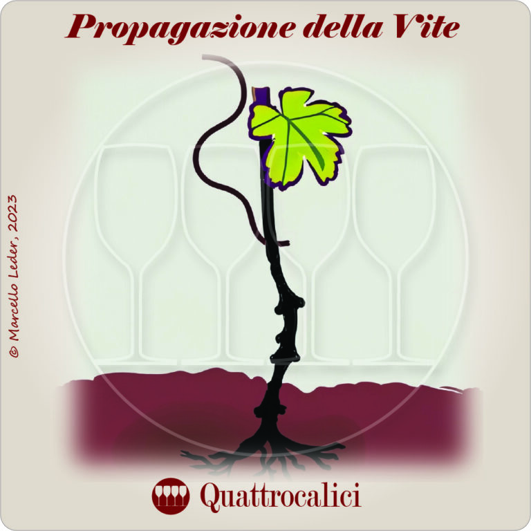 I quiz sul vino: la propagazione della vite
