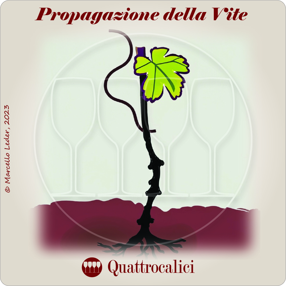 I quiz sul vino: la propagazione della vite