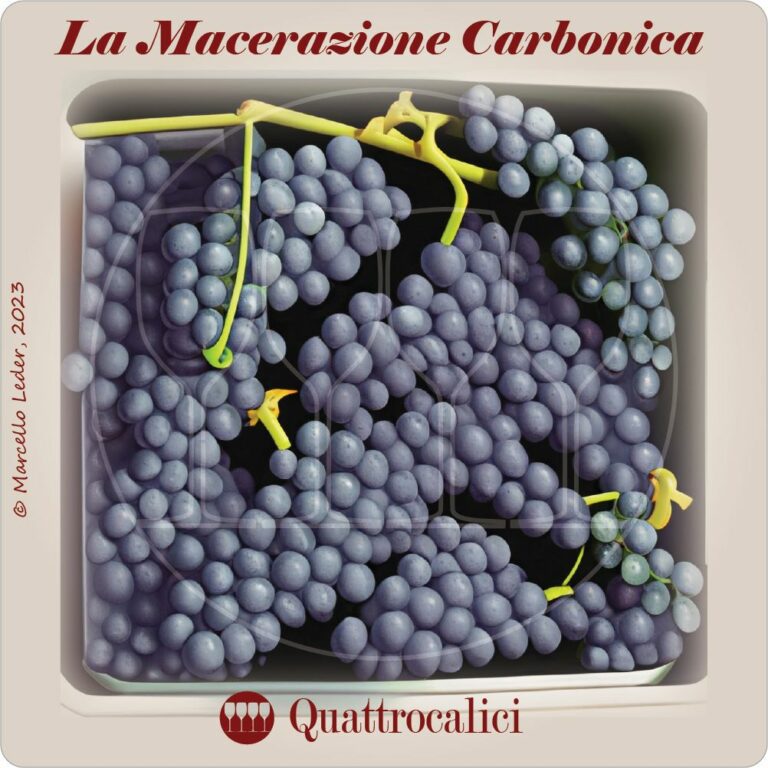 la macerazione carbonica - I Quiz di Quattrocalici