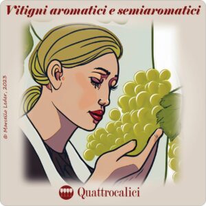 vitigni aromatici e semiaromatici