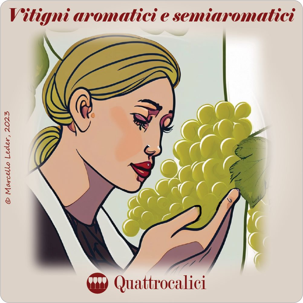 vitigni aromatici e semiaromatici