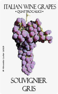 Il vitigno souvignier gris