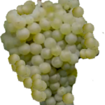 garofanata vitigno