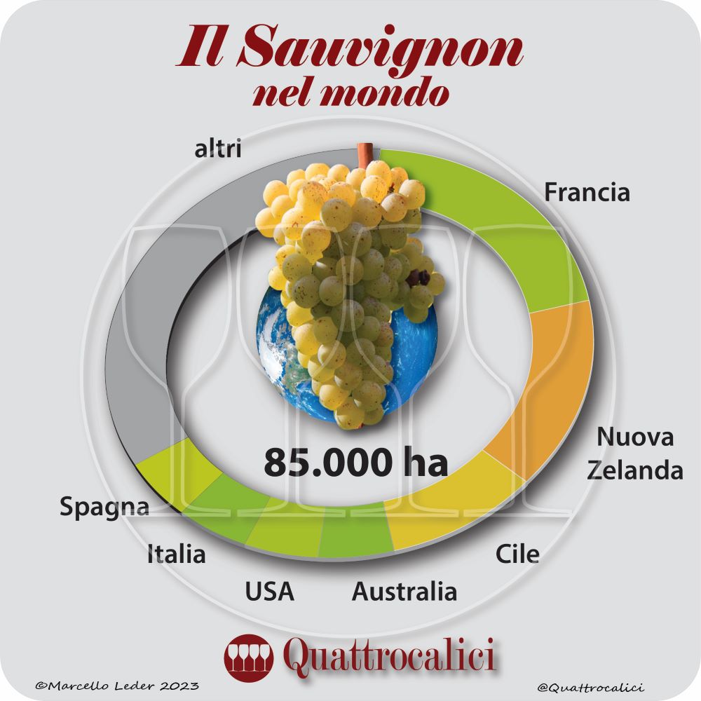 Il vitigno Sauvignon nel mondo