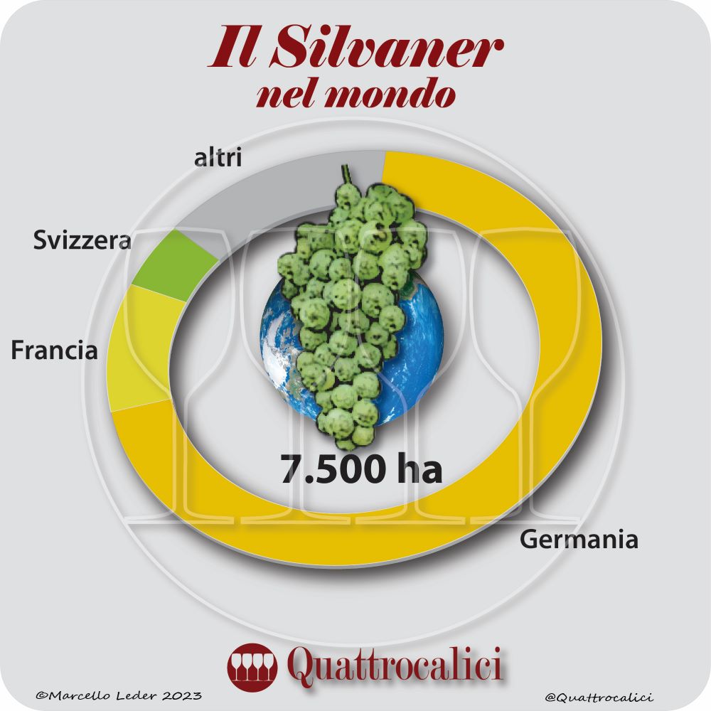 Il vitigno Sylvaner verde nel mondo
