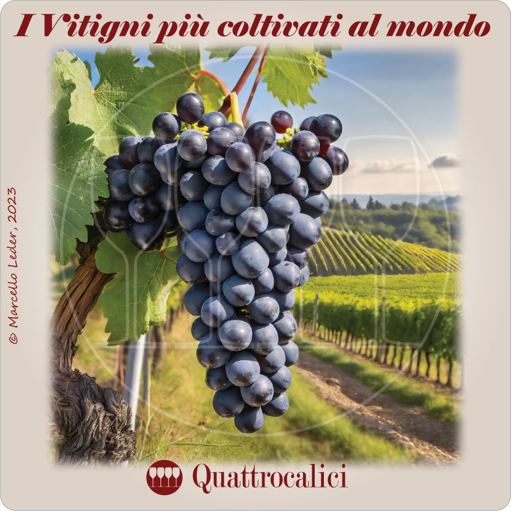 I Vitigni più coltivati al mondo Le domande sul vino Quattrocalici