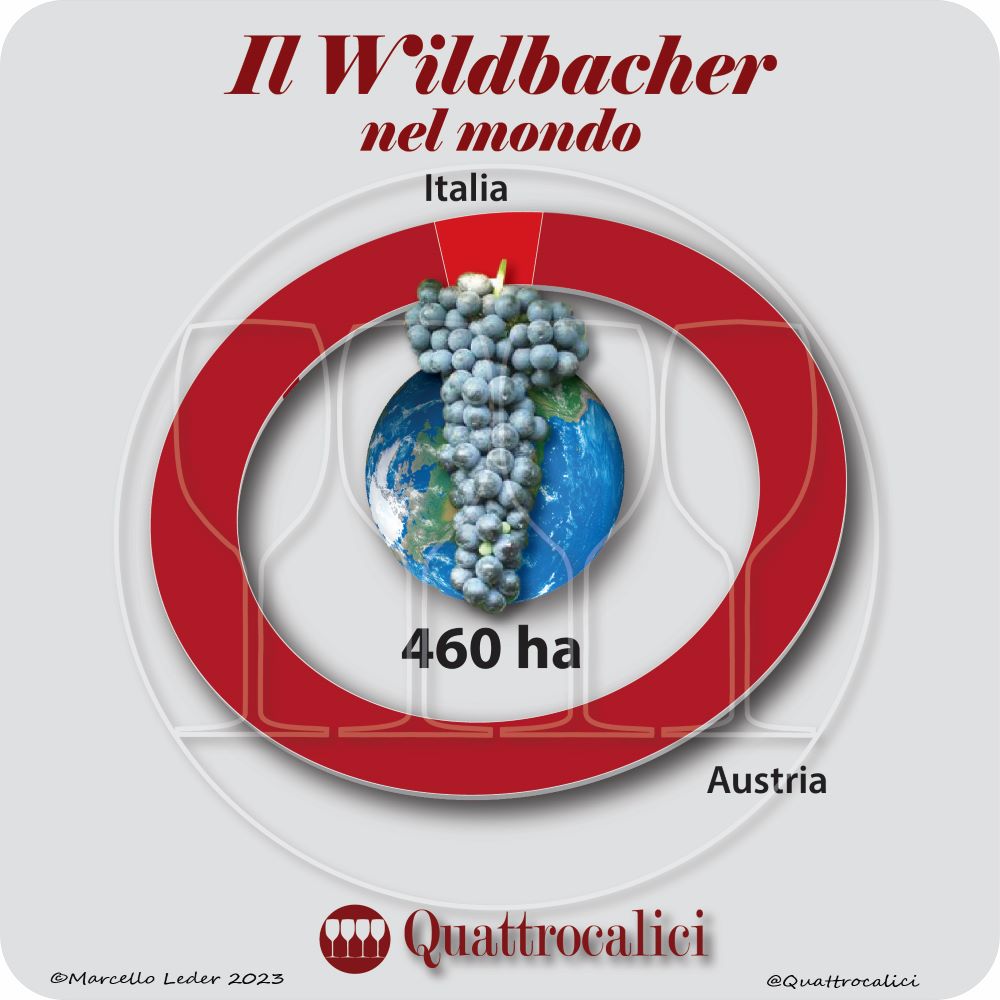 Il vitigno Wildbacher nel mondo