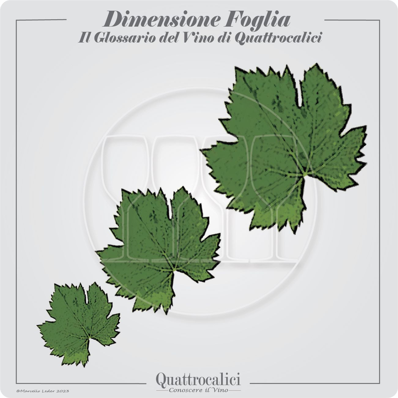 dimensione della foglia della vite