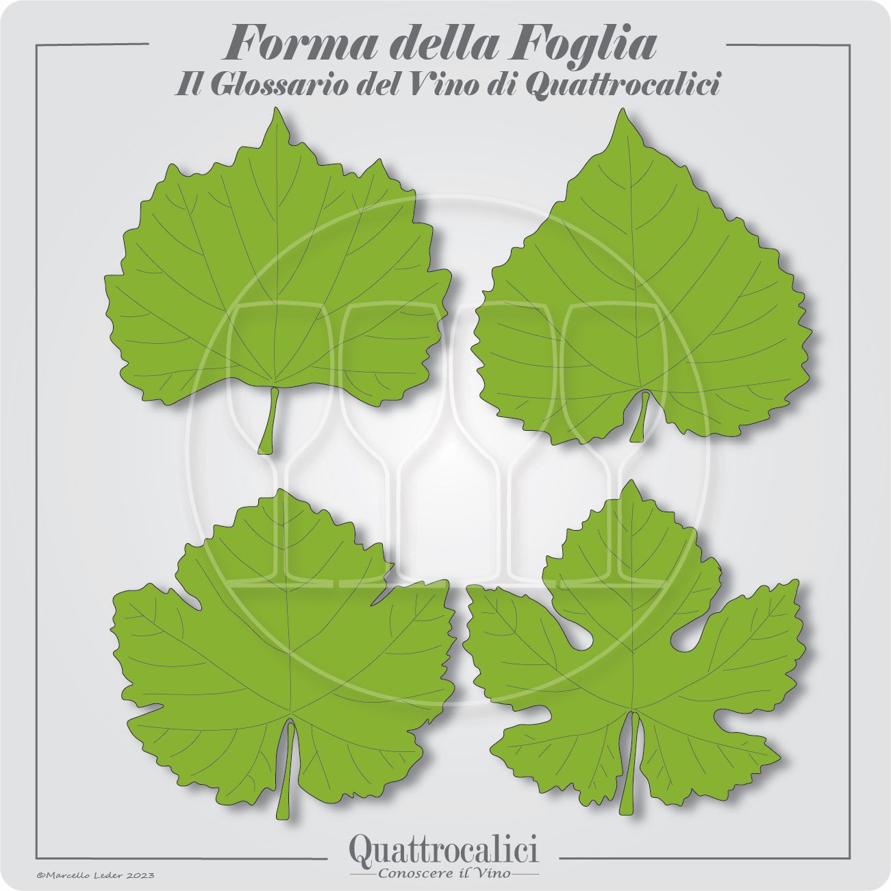 forma della foglia della vite