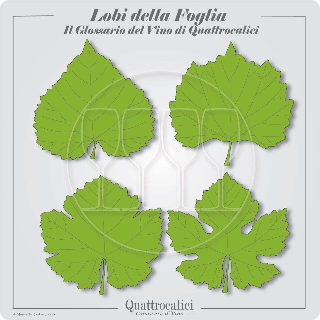 numero di lobi nella foglia della vite