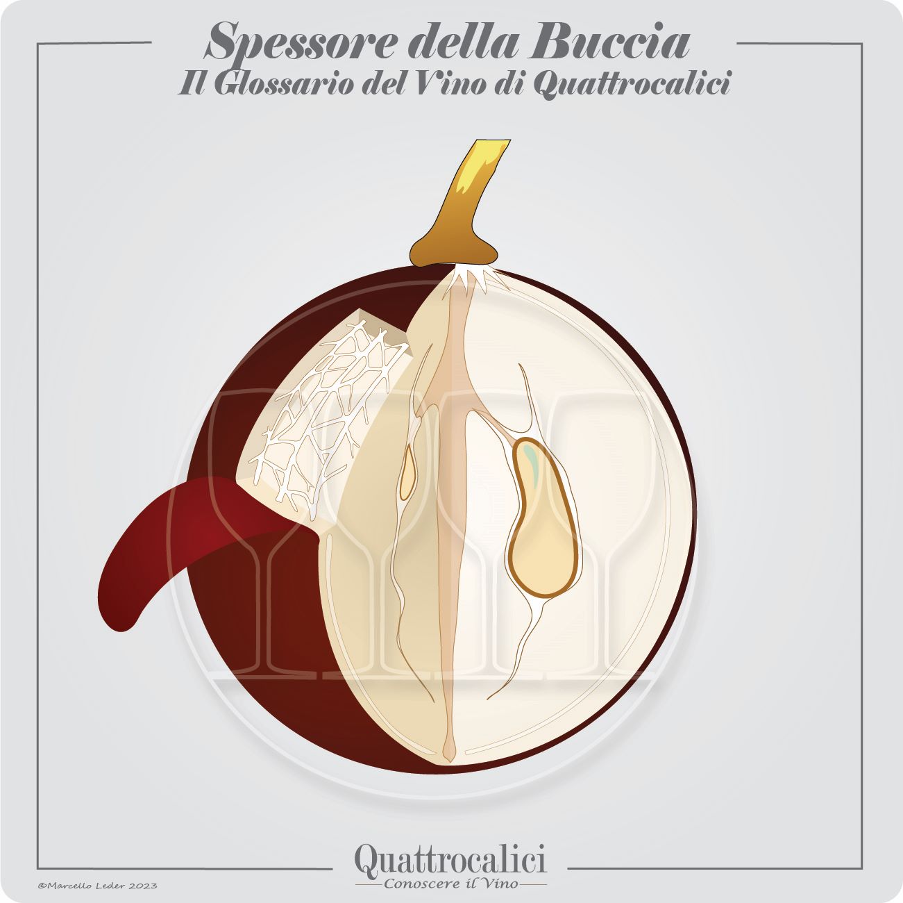 spessore e consistenza della buccia degli acini