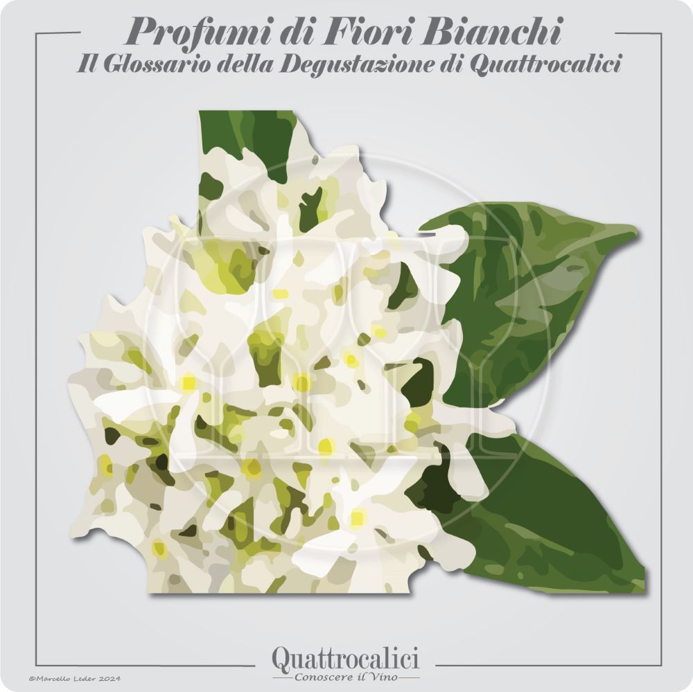 I profumi di fiori bianchi nel vino