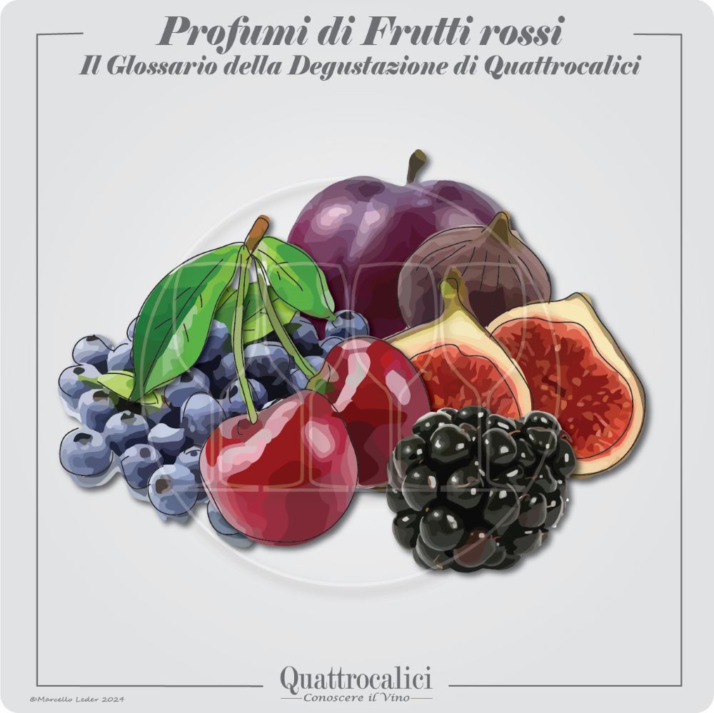 I profumi di frutti rossi nel vino