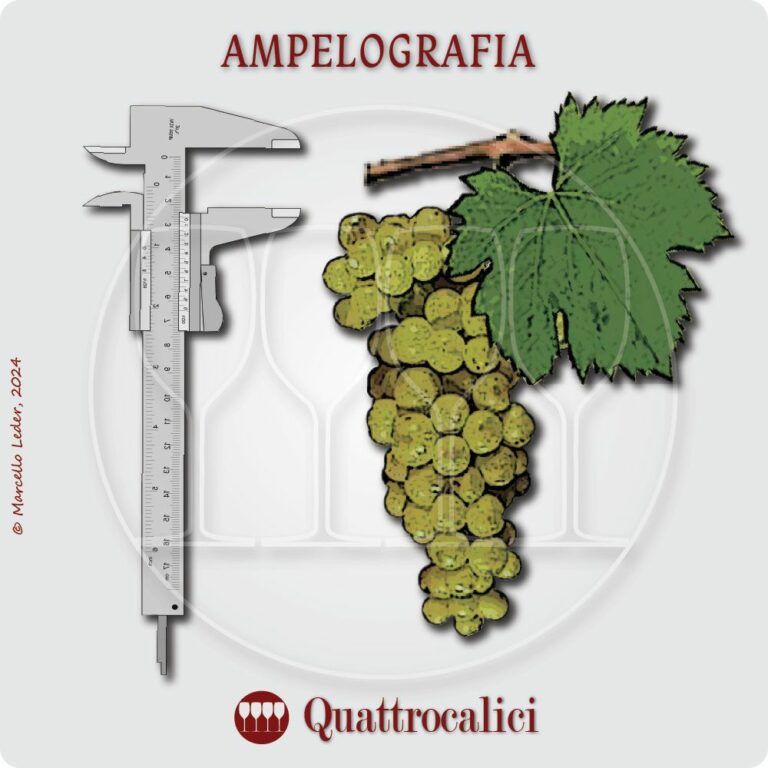 cos'è l'ampelografia