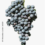 Il vitigno lambrusco benetti