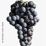 Il Vitigno Schiava nera