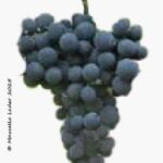 Il vitigno Cabernet Carbon