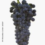 Il vitigno Cabernet Cortis