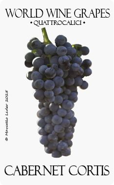 Il vitigno Cabernet Cortis
