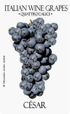 Il vitigno César