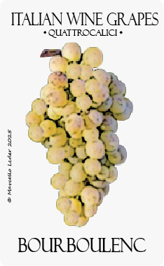il vitigno bourboulenc