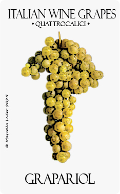 grapariol vitigno