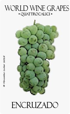 vitigno encruzado