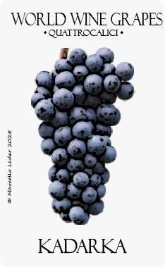 kadarka vitigno